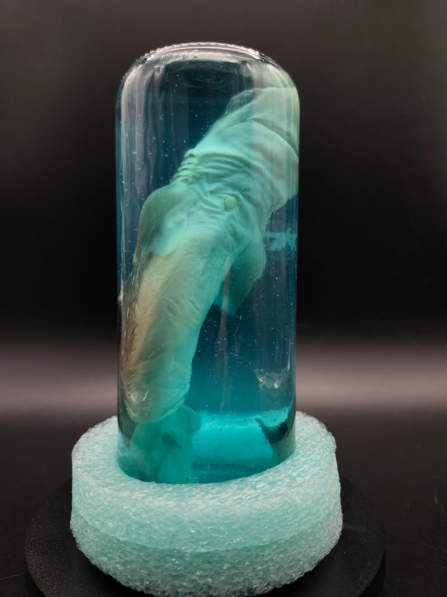 Shark (Wet Specimen)