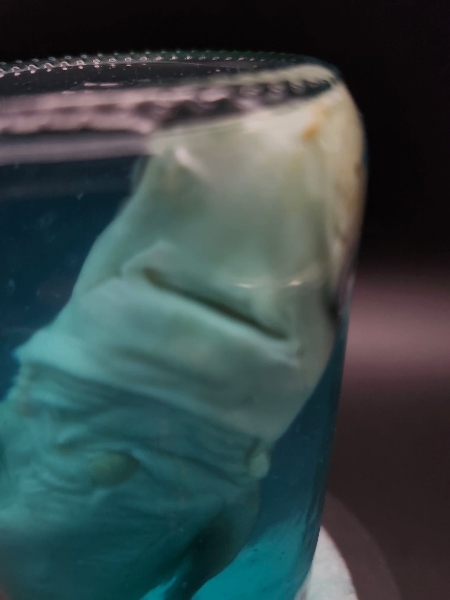 Shark (Wet Specimen)
