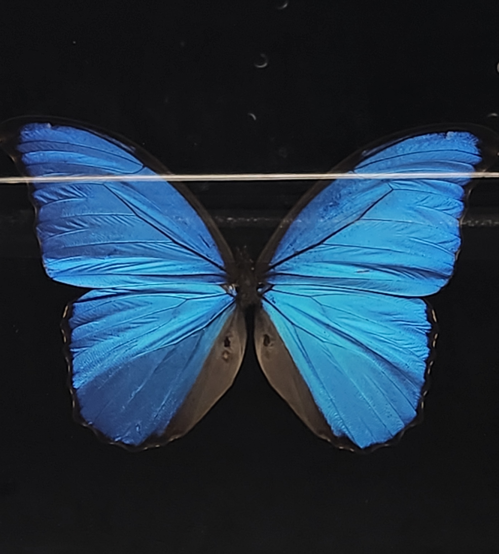 Blue Morpho Butterfly