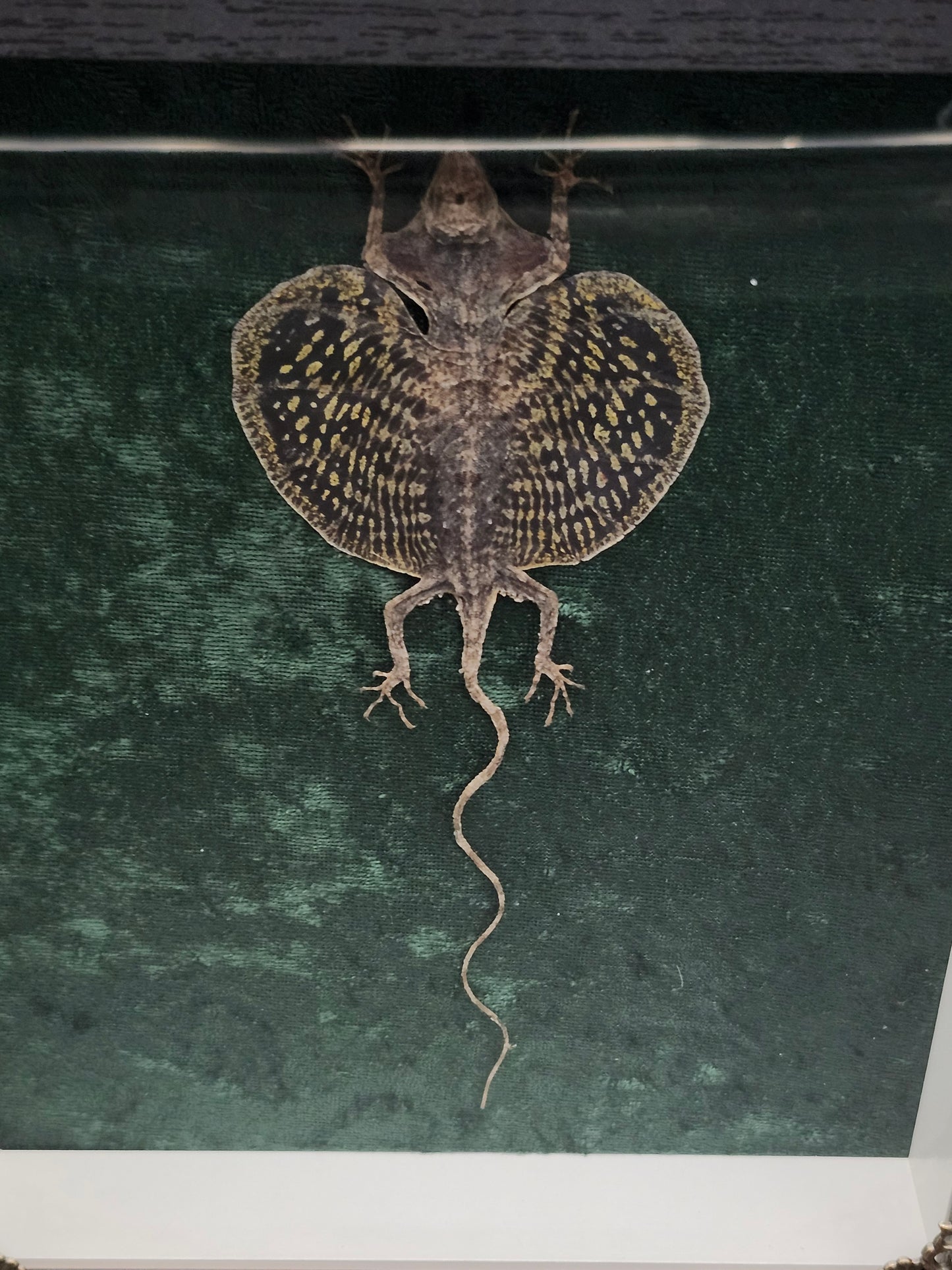Flying Lizard