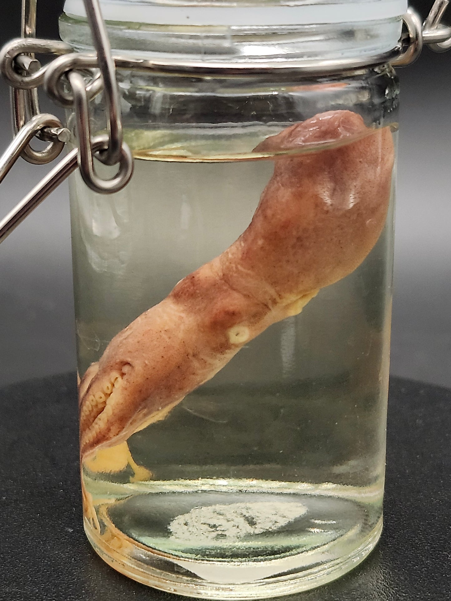 Octopus (Wet Specimen)
