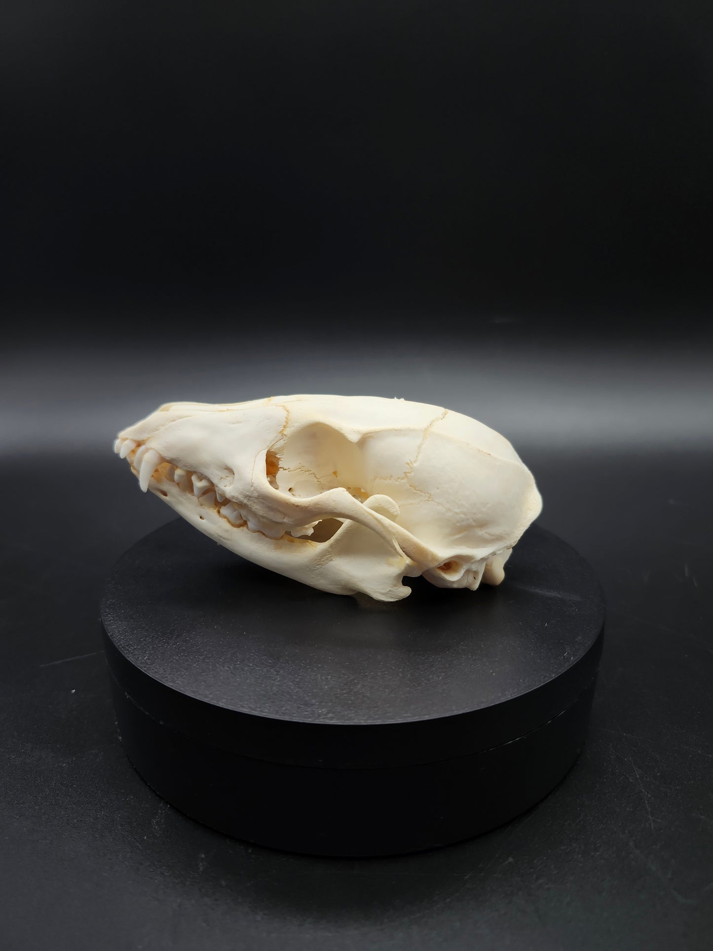 Grey Fox Skull