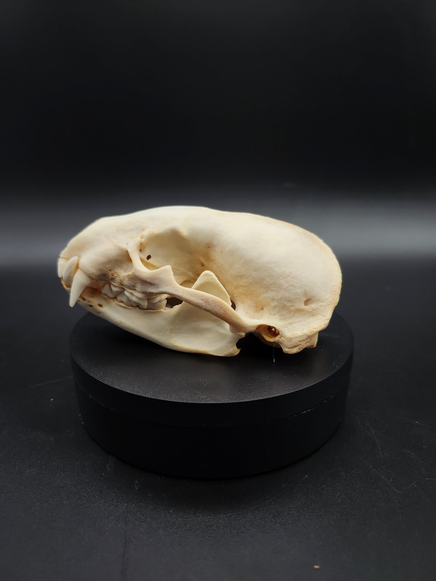 Badger Skull