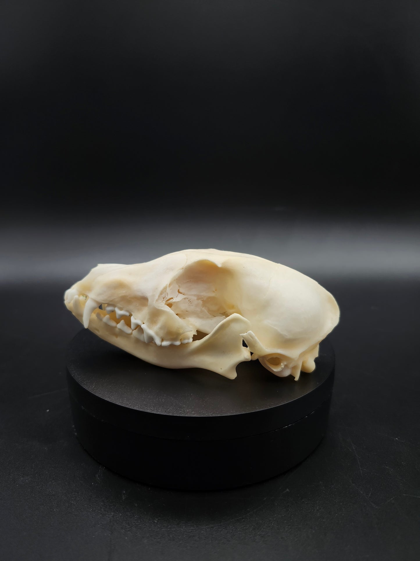 Fox Skull