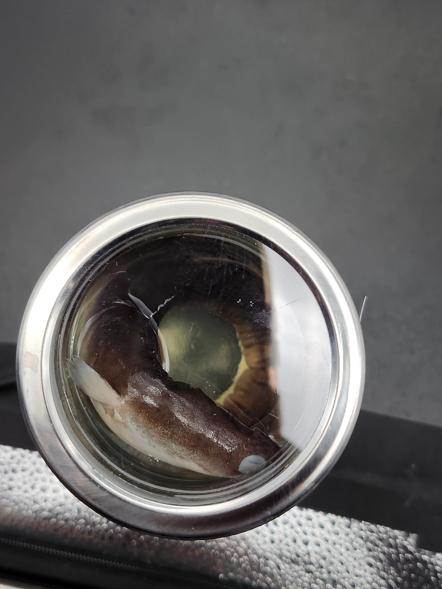 Eel (Wet Specimen)