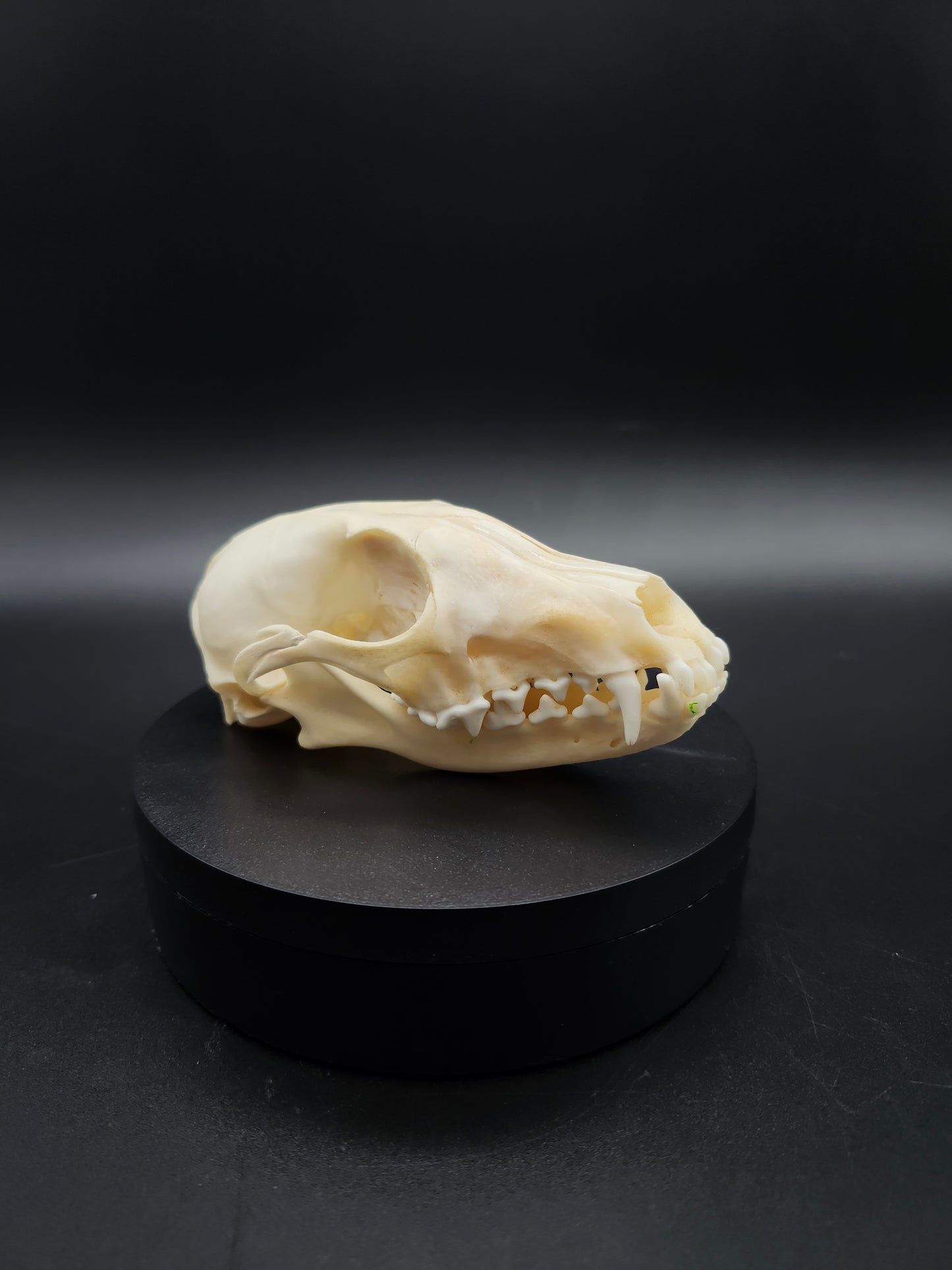 Fox Skull