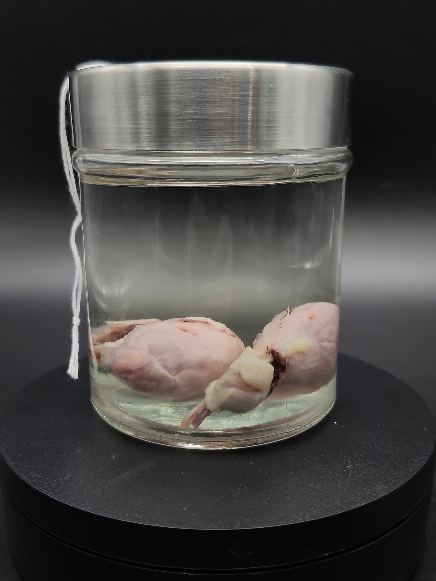 Dog Testicles (Wet Specimen)