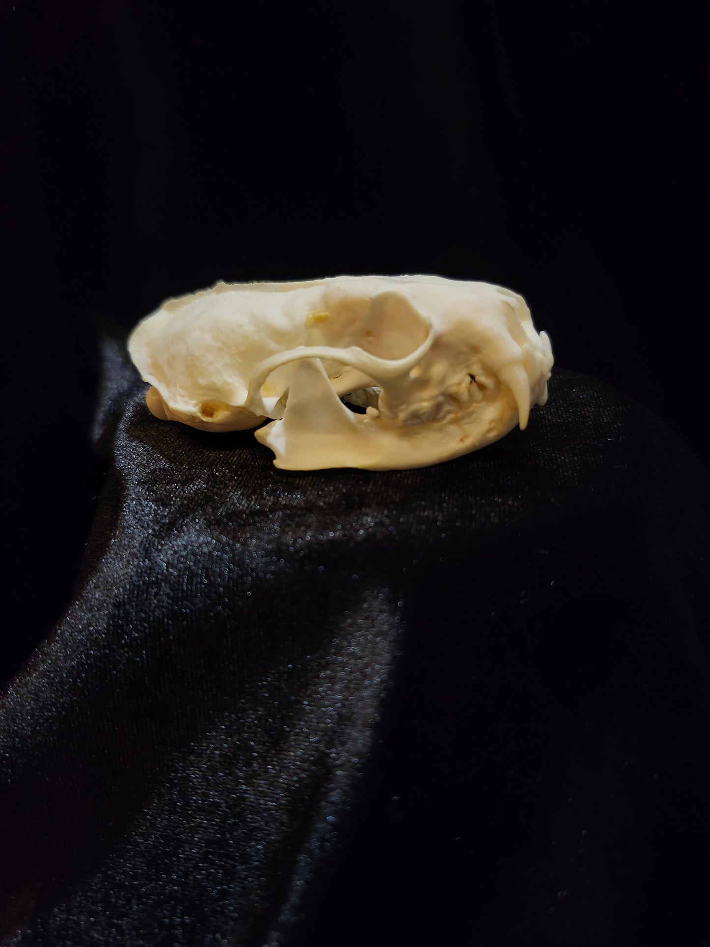 Mink Skull