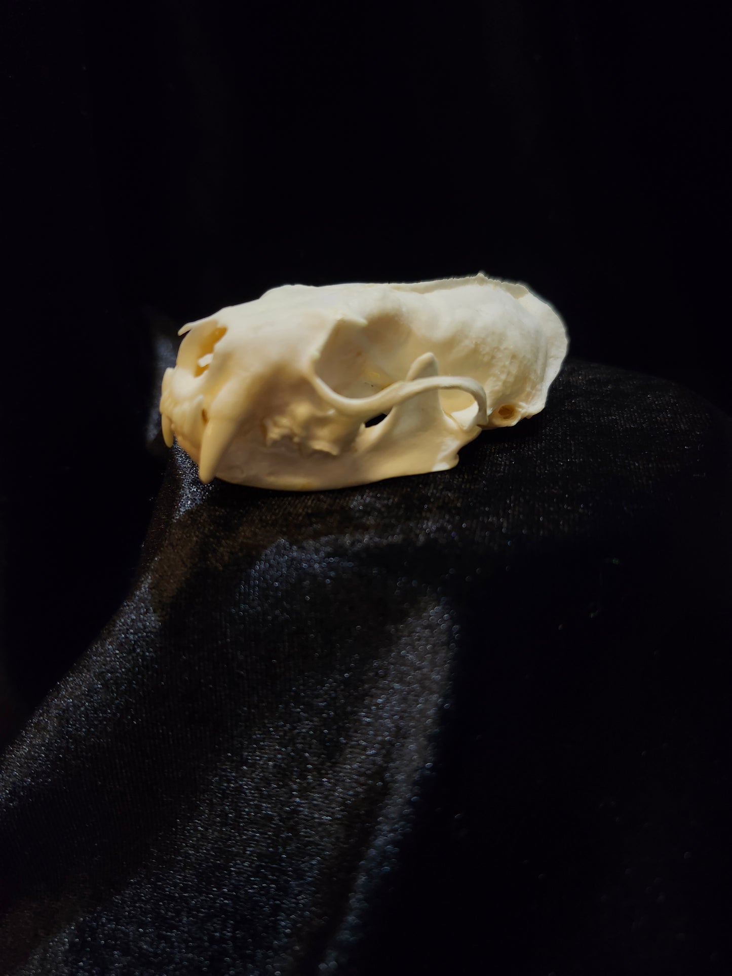 Mink Skull