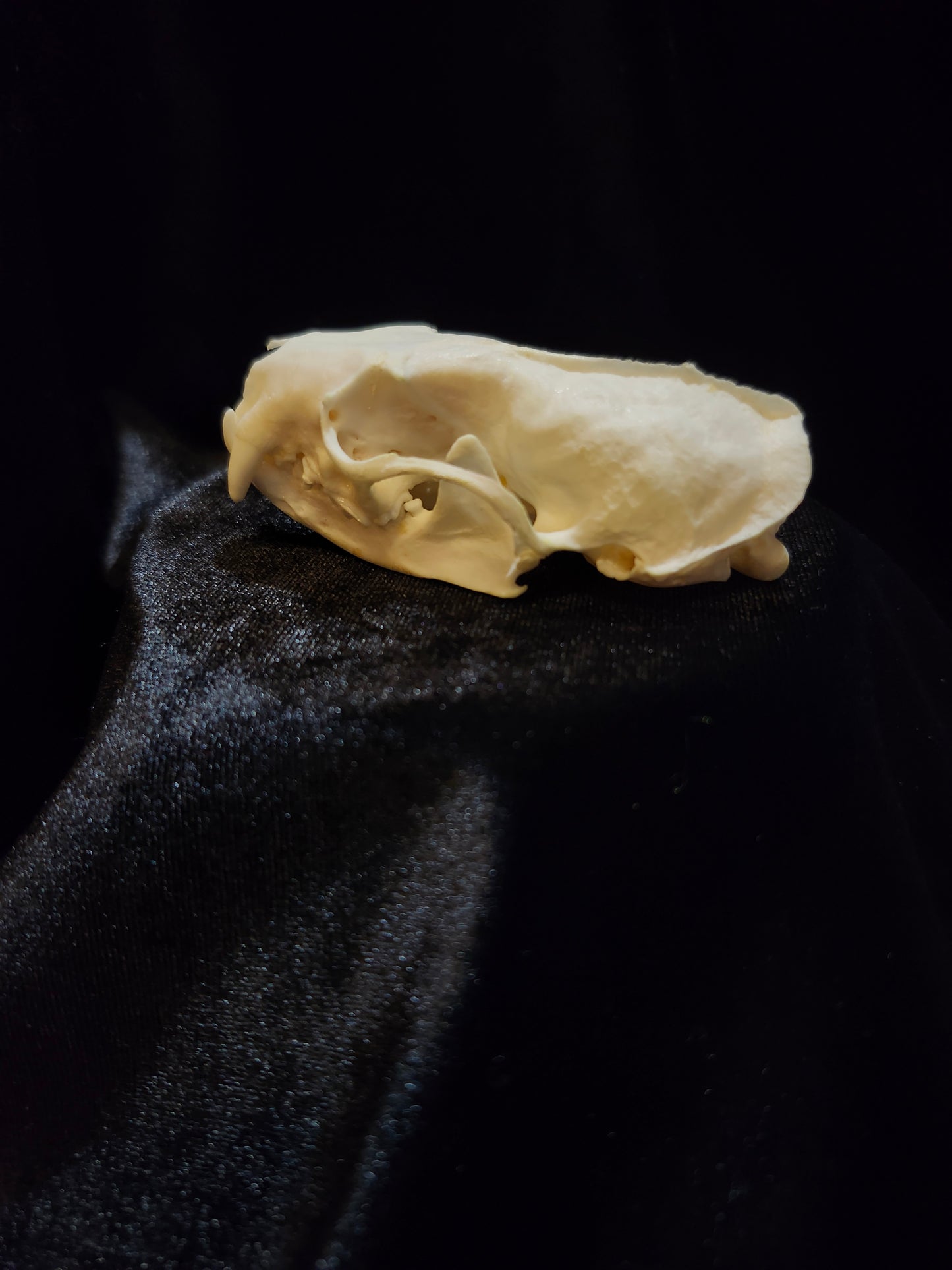 Mink Skull