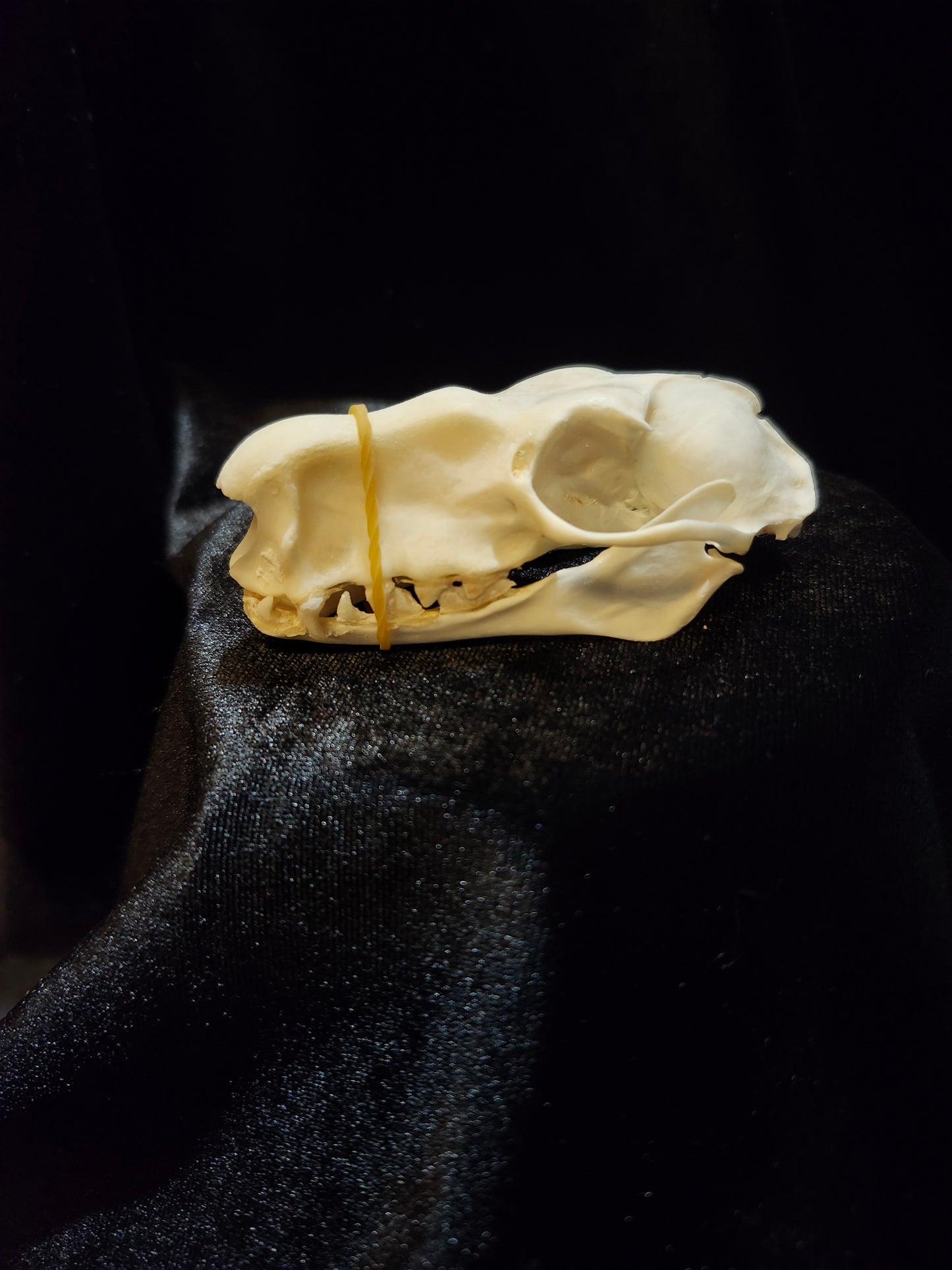 Hammerhead Bat Skull