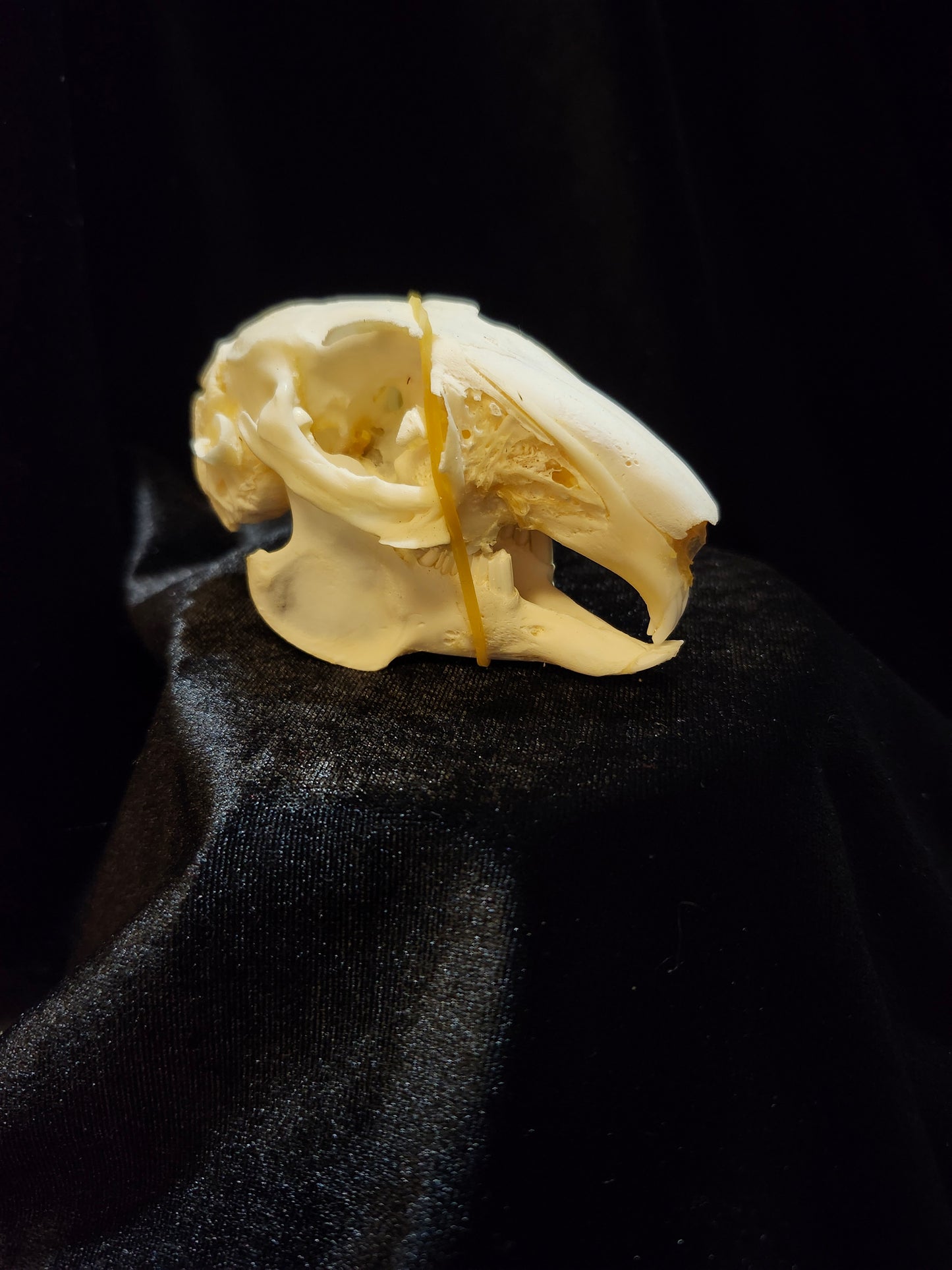 Rabbit Skull