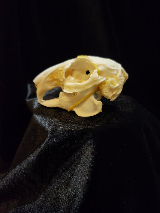 Rabbit Skull