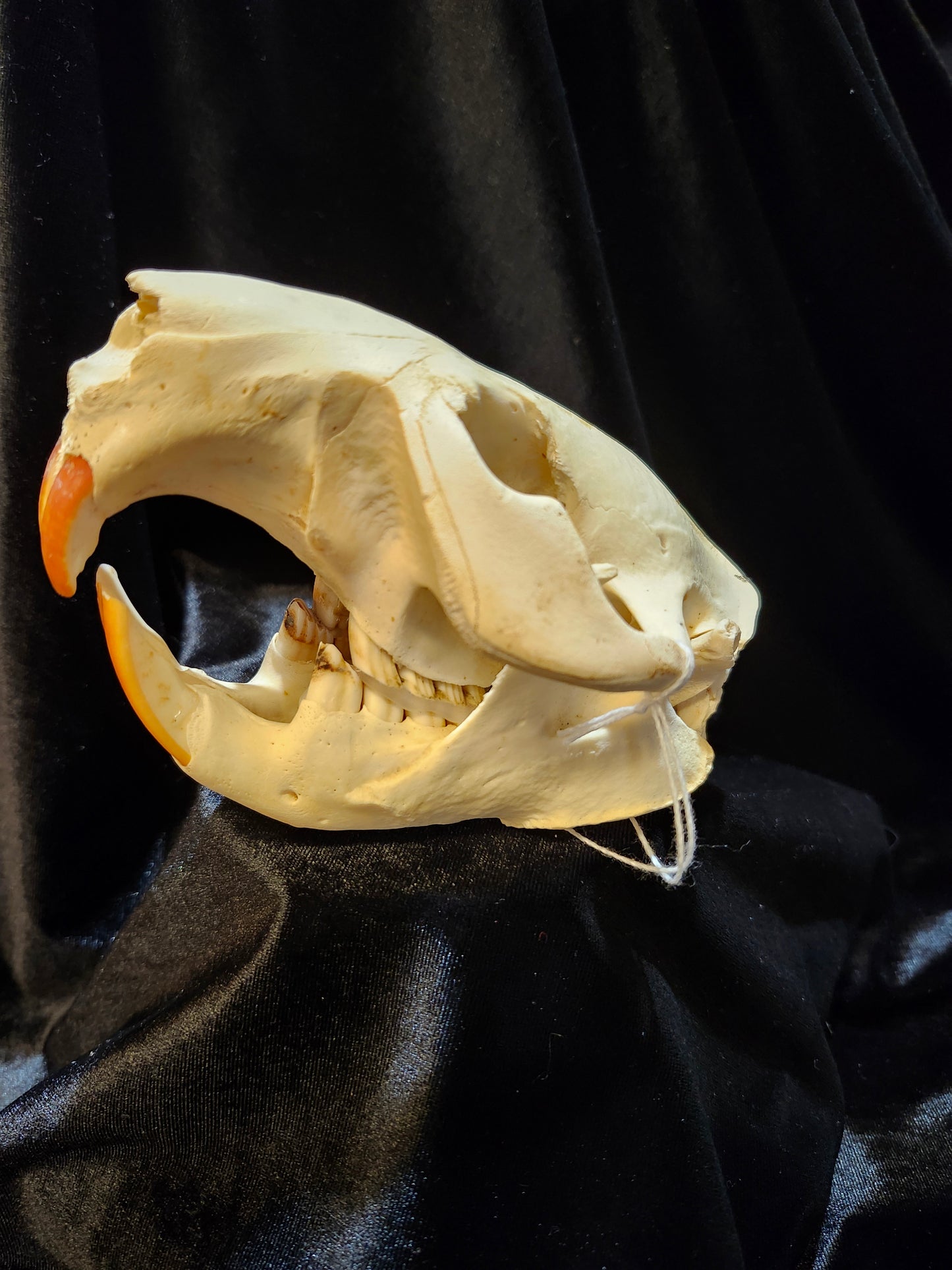 Beaver Skull