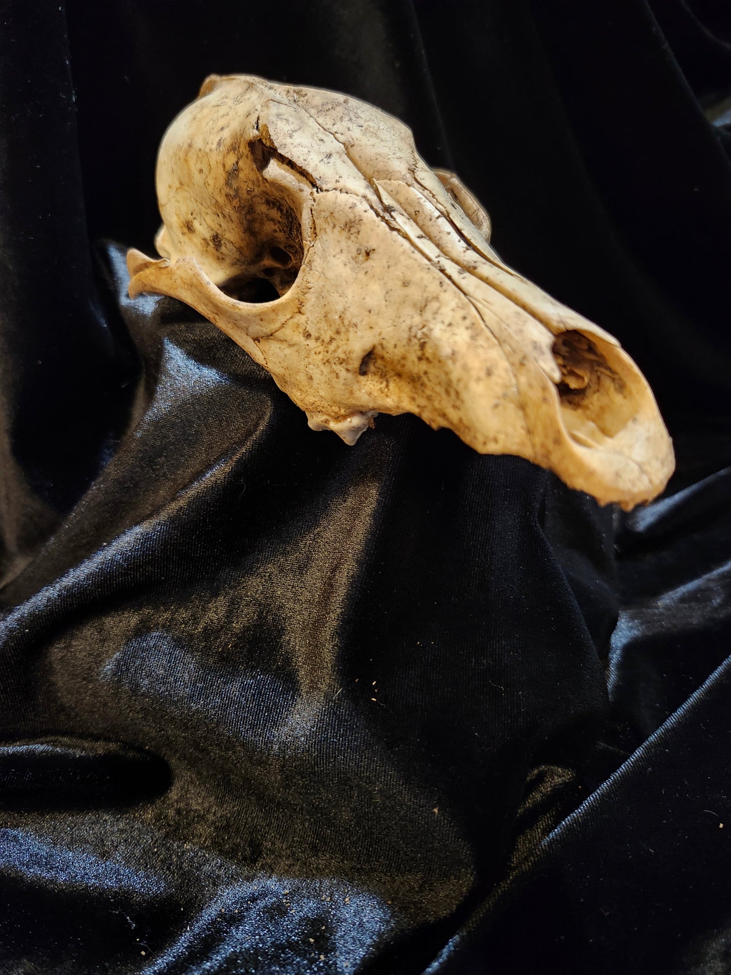 Coyote Skull