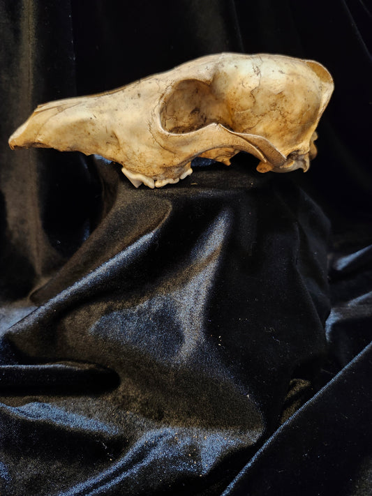 Coyote Skull