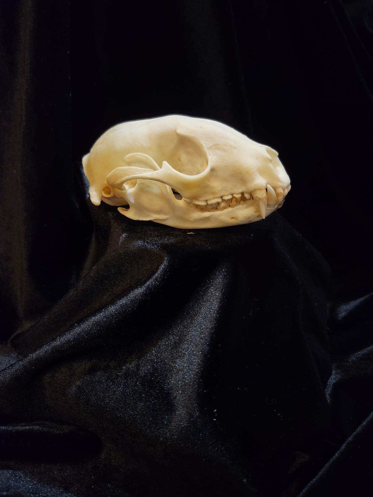 Raccoon Skull