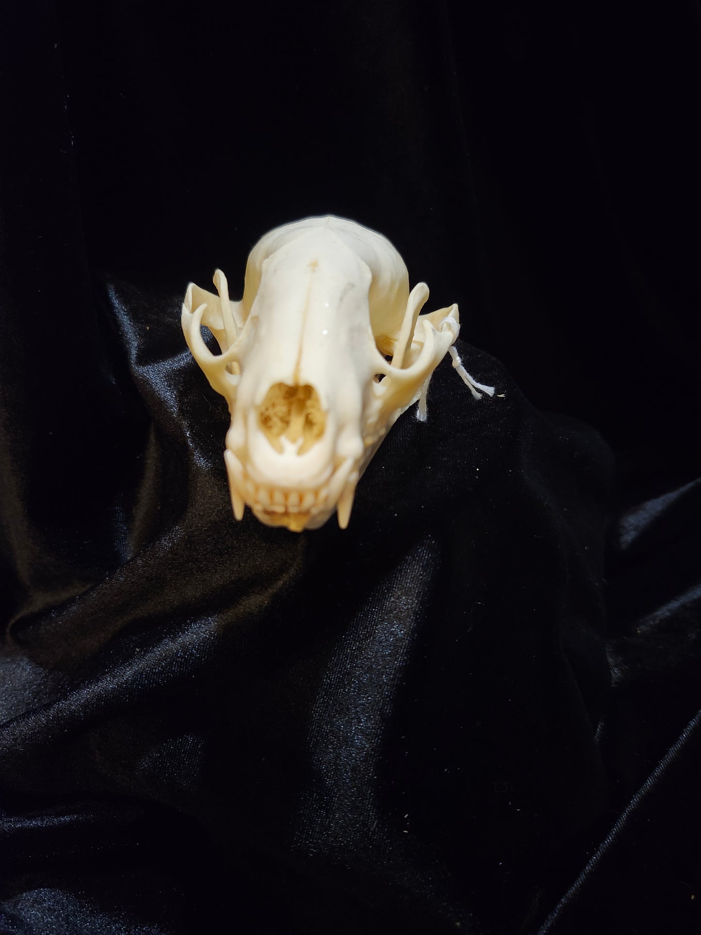 Raccoon Skull