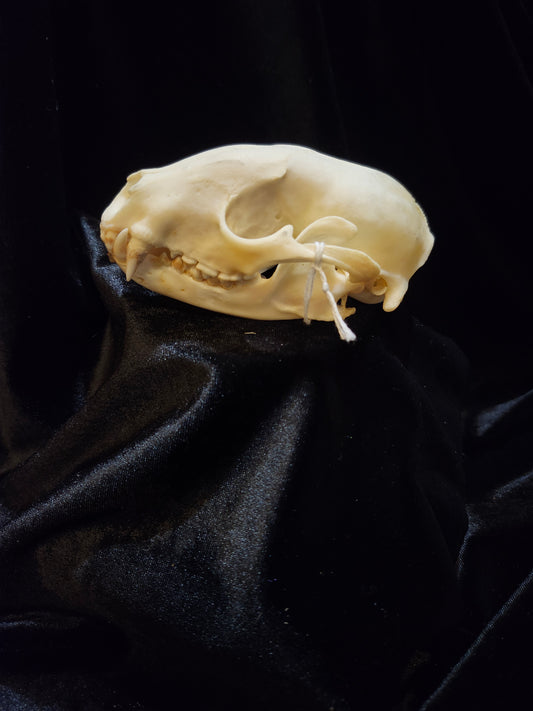 Raccoon Skull