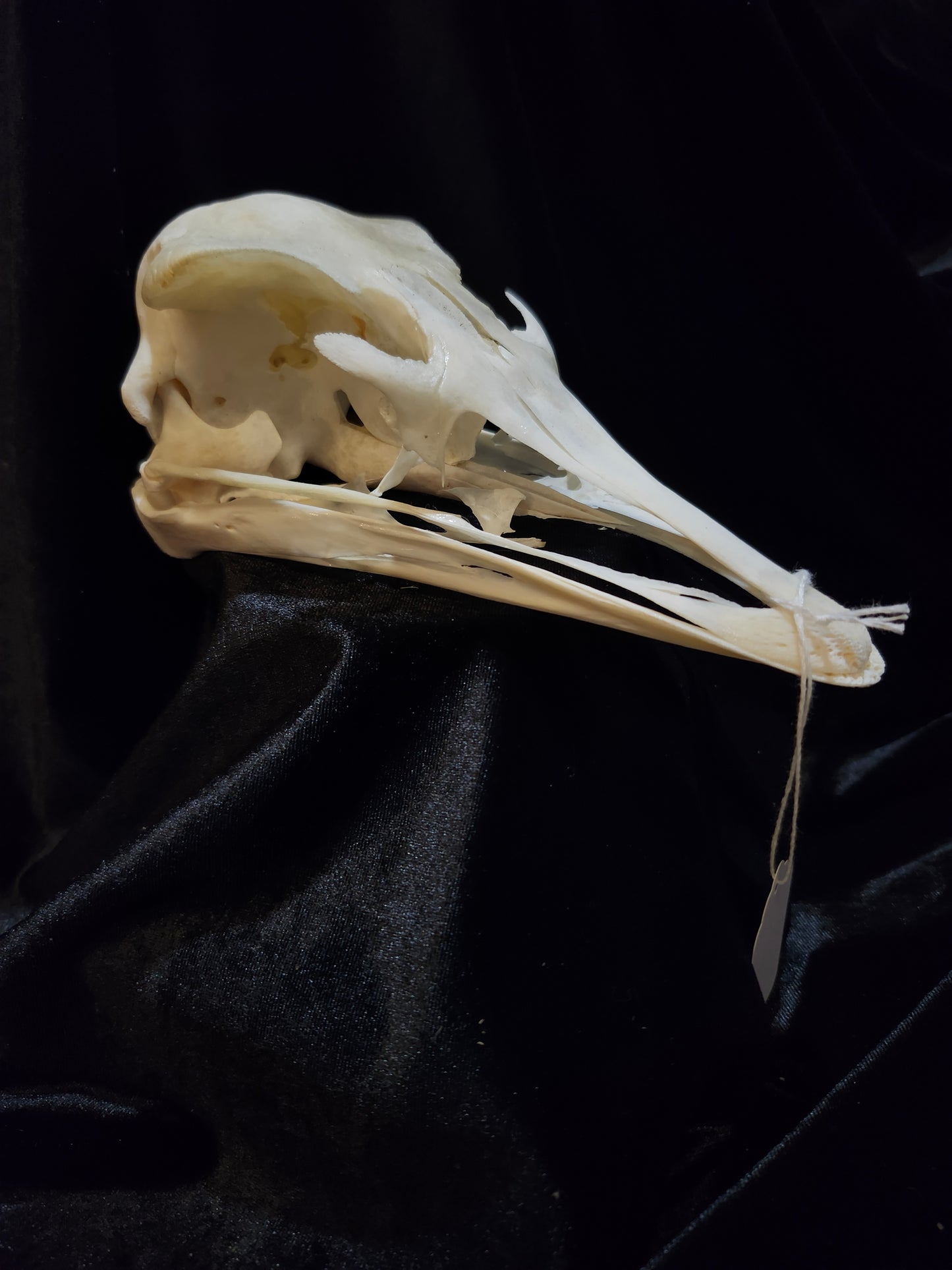 Ostrich Skull