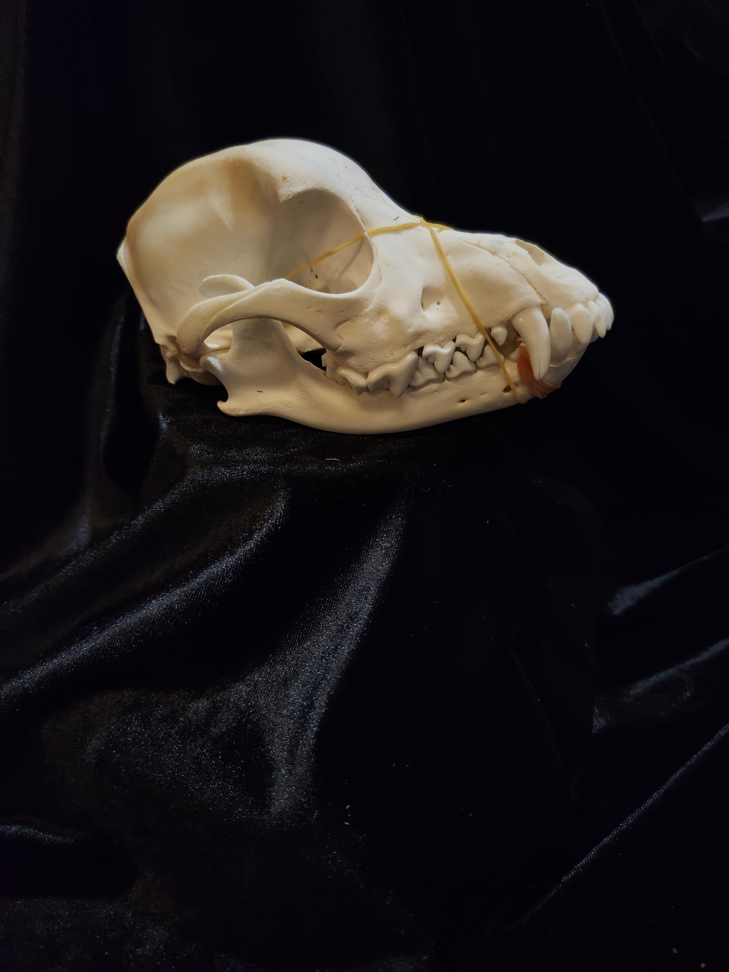 Dog Skull