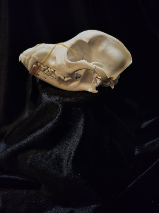 Dog Skull