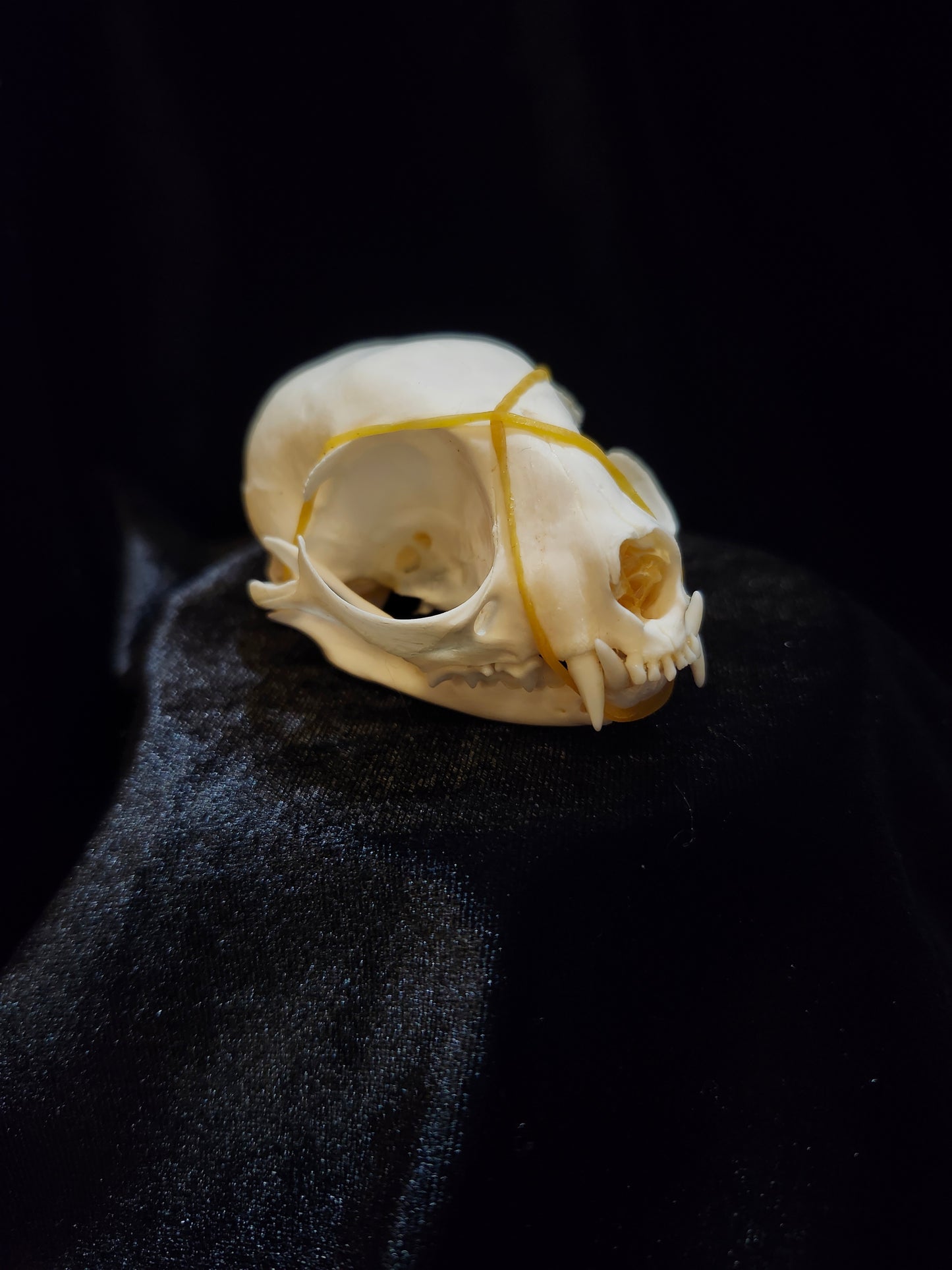 Cat Skull