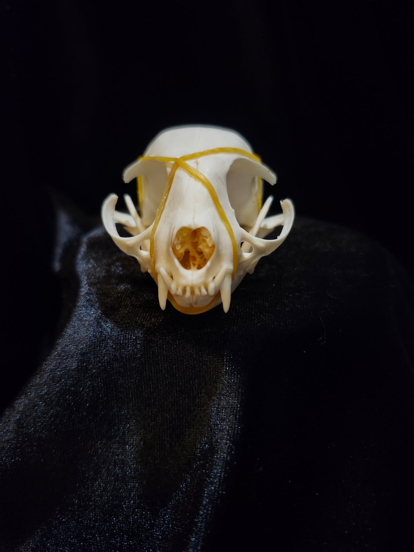 Cat Skull