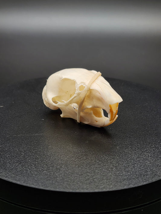 Grey Squirrel Skull