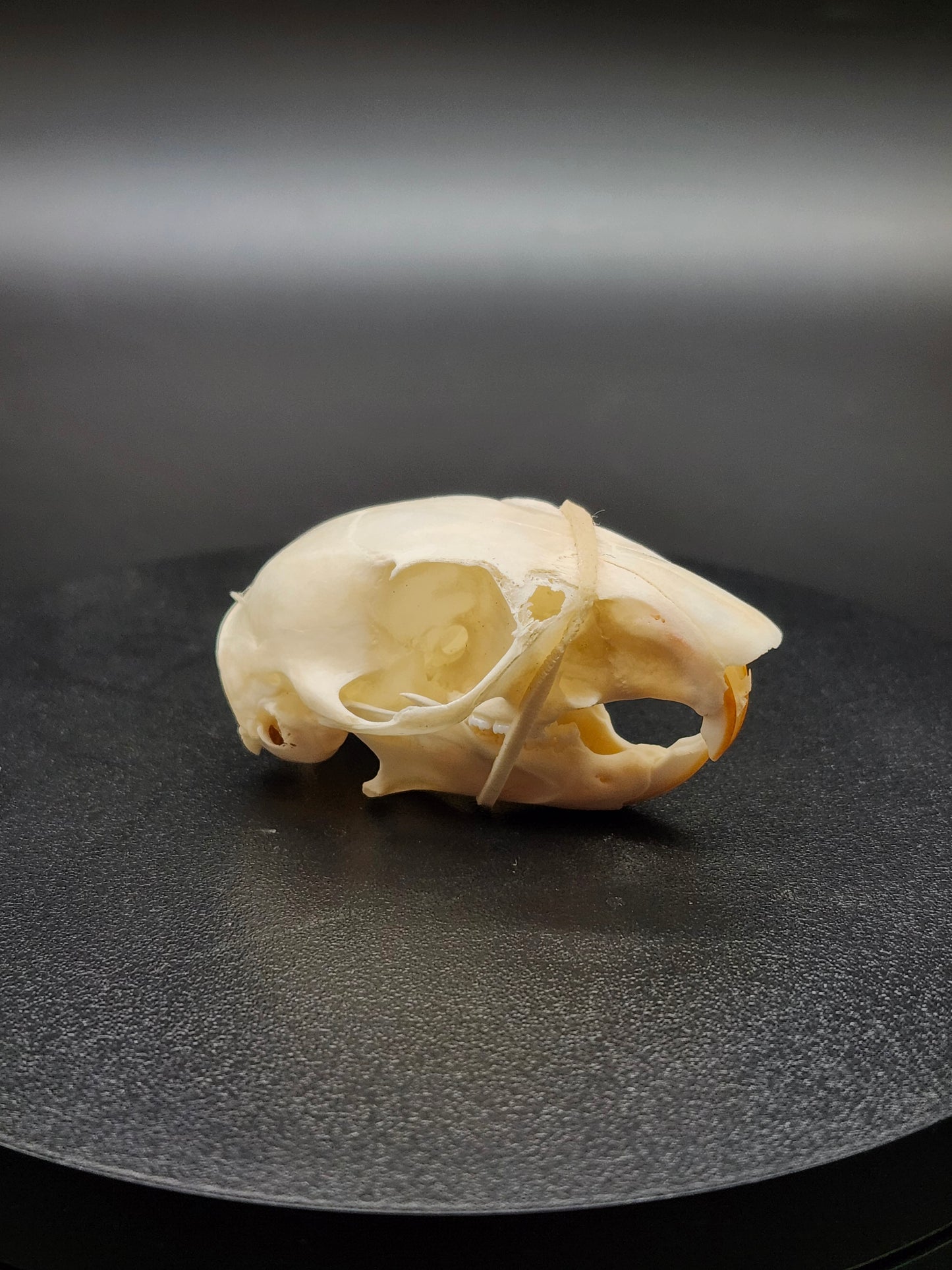 Grey Squirrel Skull