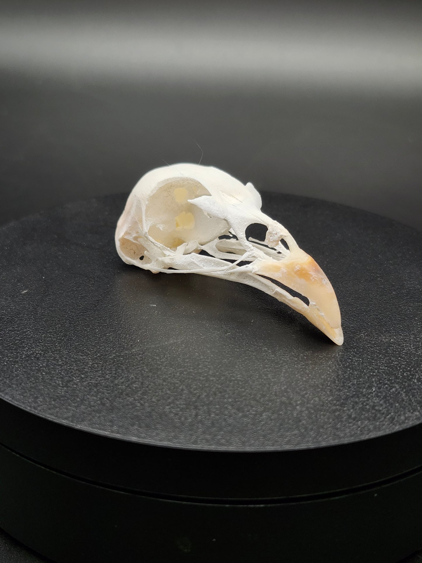 Ringneck Pheasant Skull