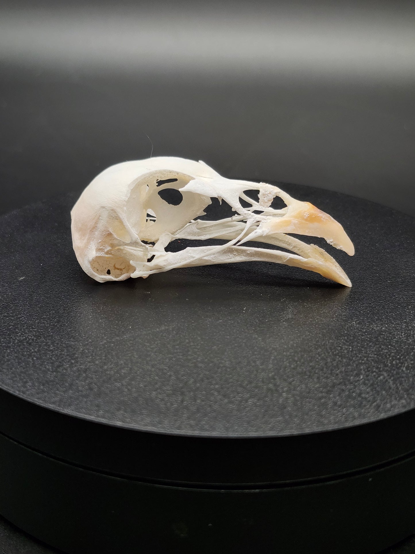 Ringneck Pheasant Skull