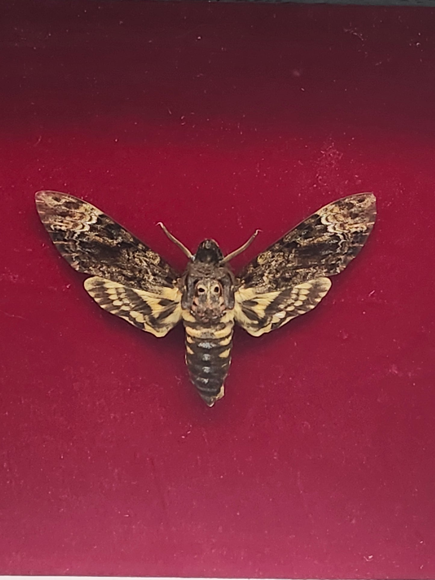 Death Head Moth