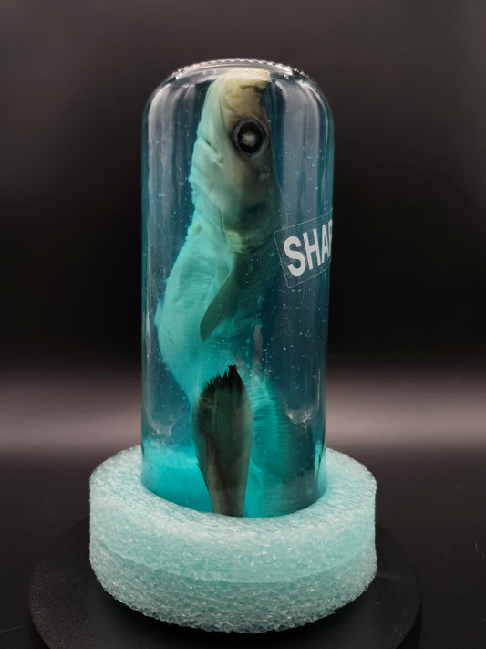 Shark (Wet Specimen)