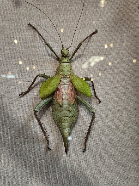 Jungle Nymph (Female)