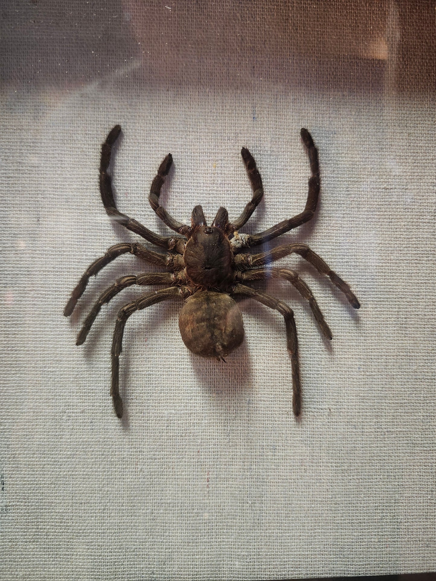 Tarantula