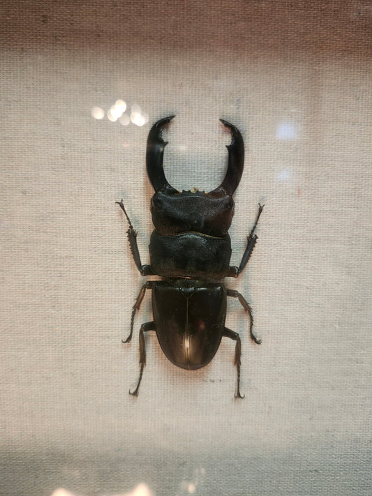 Stag Beetle