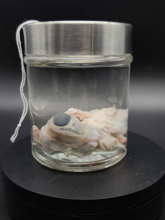 Pig Eyes (Wet Specimen)