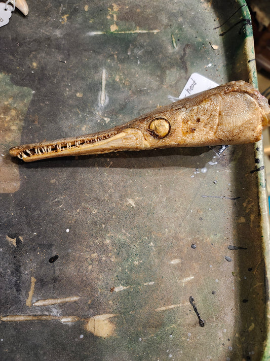 Gar Head