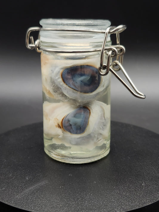 Sheep Eyes (Wet Specimen)