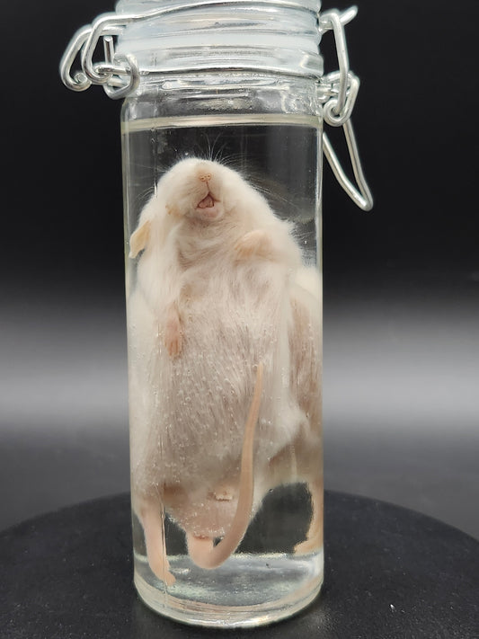 Mouse (Wet Specimen)