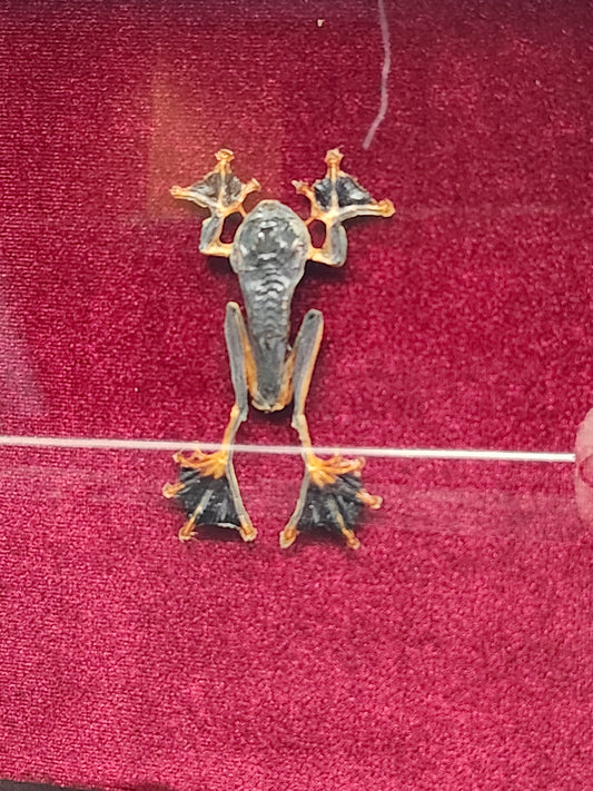 Reinwardt's Tree Frog