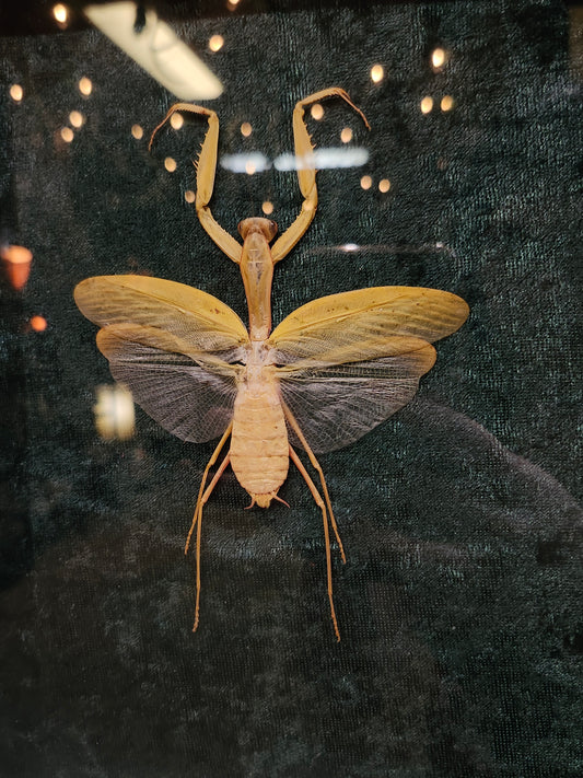 Mantis