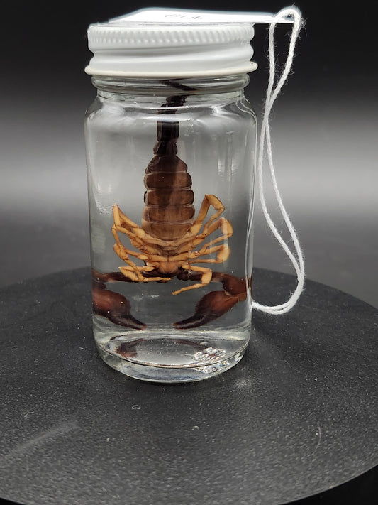 Scorpion (Wet Specimen)