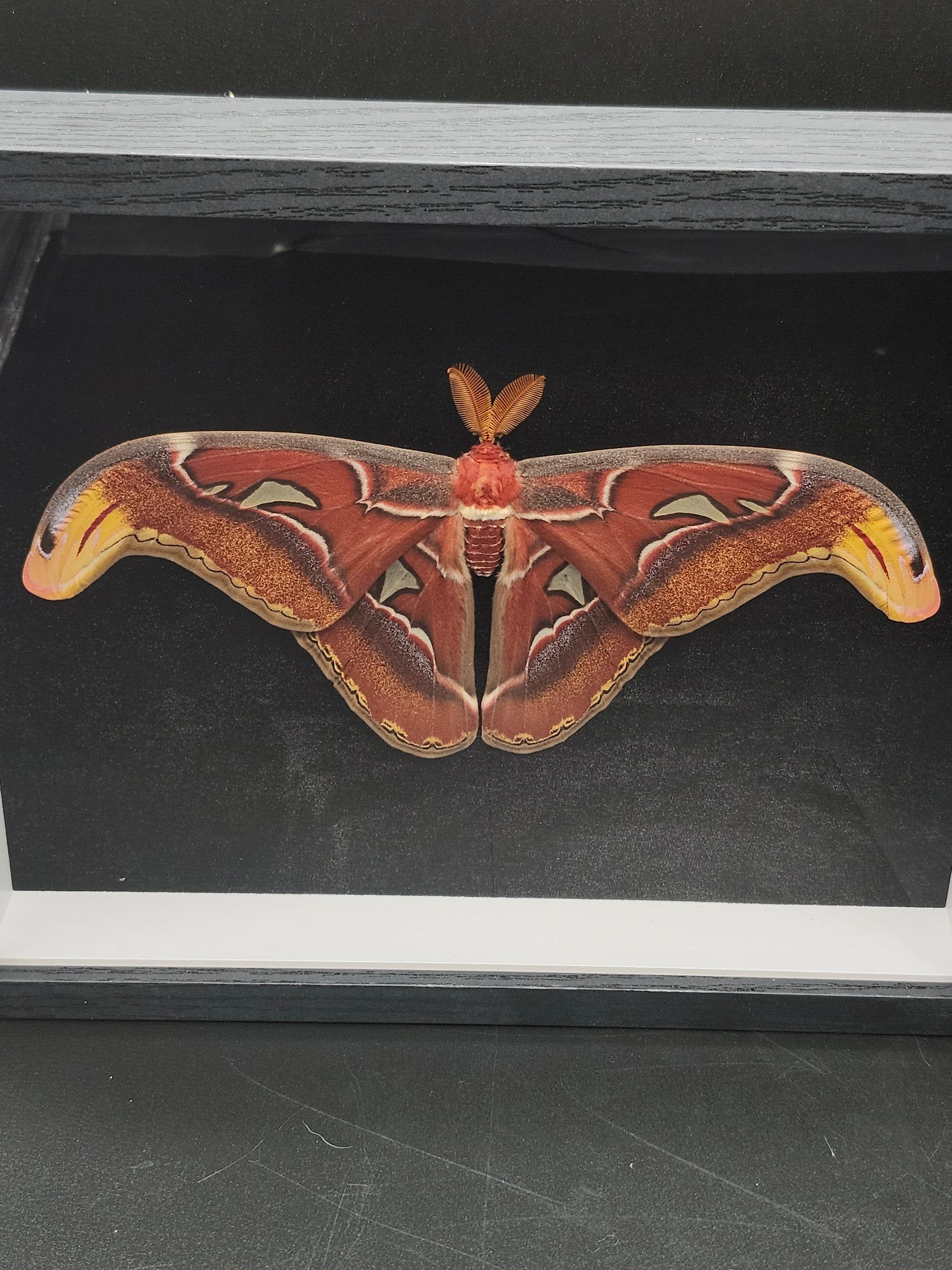 Atlas Moth